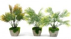 Palma w doniczce Palma w doniczce