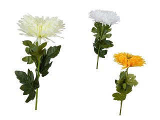 Chryzantema pojedyncza 30cm